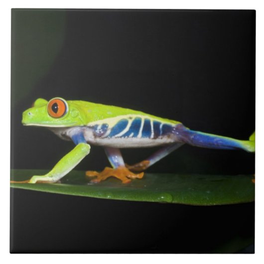 コスタリカ アカメアマガエル (アガリクニス) タイル (正面)