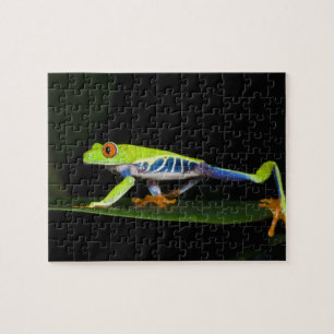 コスタリカ アカメアマガエル (Agalychnis ジグソーパズル