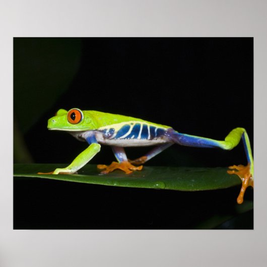 コスタリカ アカメアマガエル (Agalychnis ポスター (正面)
