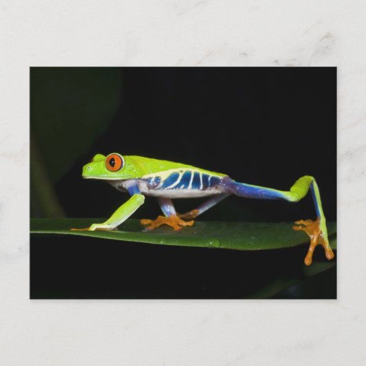 コスタリカ アカメアマガエル (Agalychnis ポストカード (正面)