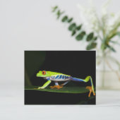コスタリカ アカメアマガエル (Agalychnis ポストカード (スタンド正面)