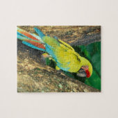 コスタリカ、アラアンギウア、素晴らしグリーンマカオ。 ジグソーパズル (横)