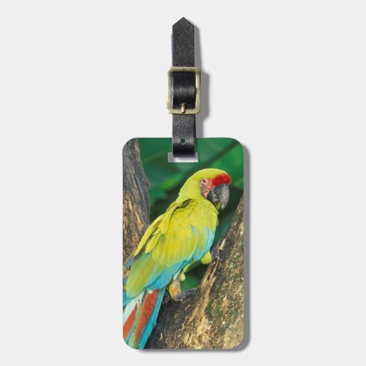 コスタリカ、アラアンギウア、素晴らしグリーンマカオ。 ラゲッジタグ (正面縦)