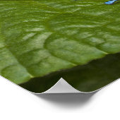 コスタリカ、オサ半島。毒物の接種 ポスター (角)