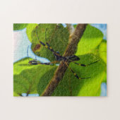 コスタリカ,カホイタNP – ゴールデンオルブスパイダー ジグソーパズル (横)