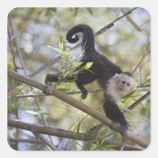 コスタリカ，グアナカステ，白い顔のカプチン スクエアシール (正面)