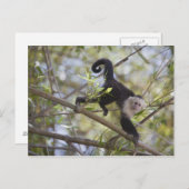 コスタリカ,グアナカステ,白い顔のカプチン ポストカード (正面/裏面)