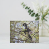 コスタリカ,グアナカステ,白い顔のカプチン ポストカード (スタンド正面)