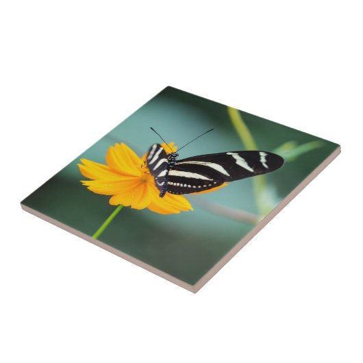 コスタリカ – ゼブラ蝶 タイル (側面)