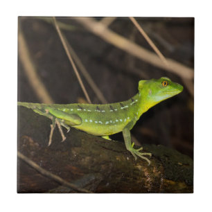 コスタリカ,トルトゥゲロ – エメラルドバシリスクLizard タイル