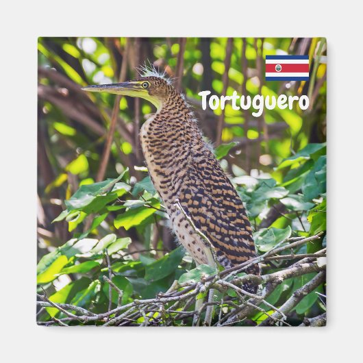 コスタリカ,トルトゥゲロ – ヘロン マグネット (正面)