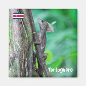 コスタリカ,トルトゥゲロ – Basilisk Lizard マグネット (正面)