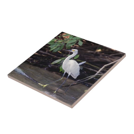 コスタリカ,トルトゥゲロ – Egretta thula タイル (側面)