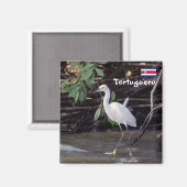 コスタリカ,トルトゥゲロ – Egretta thula マグネット (正面/裏面)