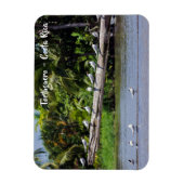 コスタリカ - トルトゥゲーロ川河口のシロクロサギ マグネット (縦)