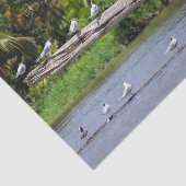 コスタリカ - トルトゥゲーロ川河口のシロクロサギ 薄葉紙 (詳細)