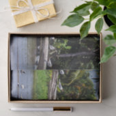 コスタリカ - トルトゥゲーロ川河口のシロクロサギ 薄葉紙 (ギフト)