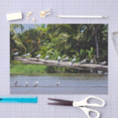 コスタリカ - トルトゥゲーロ川河口のシロクロサギ 薄葉紙 (クラフト)