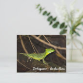 コスタリカ、トルトゥゲーロ - エメラルドバシリスク ポストカード (スタンド正面)