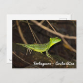 コスタリカ、トルトゥゲーロ - エメラルドバシリスク ポストカード (正面/裏面)