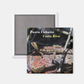 コスタリカ,プンタカフイタ – 女性バジリスクLizard マグネット (正面/裏面)