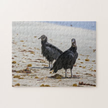 コスタリカ,プンタカフイタ – 黒いハゲワシ