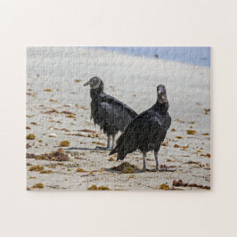 コスタリカ,プンタカフイタ – 黒いハゲワシ ジグソーパズル