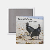 コスタリカ，プンタカフイタ – 黒いハゲワシ マグネット (正面/裏面)