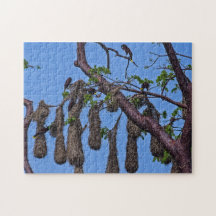 コスタリカ,プンタカフイタ – Psarocolius decumanus