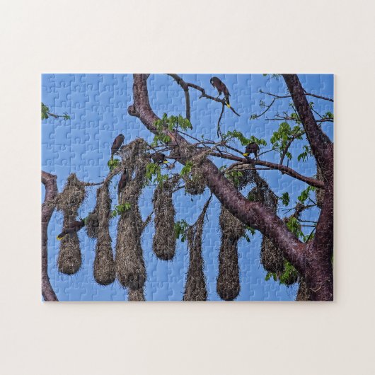 コスタリカ，プンタカフイタ – Psarocolius decumanus ジグソーパズル (横)