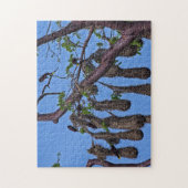 コスタリカ，プンタカフイタ – Psarocolius decumanus ジグソーパズル (縦)