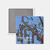 コスタリカ,プンタカフイタ – Psarocolius decumanus マグネット (正面/裏面)