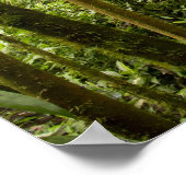 コスタリカ，ボスケ・ド・パスの雲の森 ポスター (角)