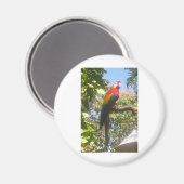 コスタリカ・マカオ マグネット (正面/裏面)