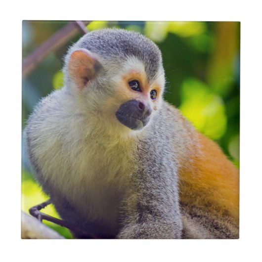 コスタリカ マヌエル・アントニオ国立公園のリスザル タイル (正面)