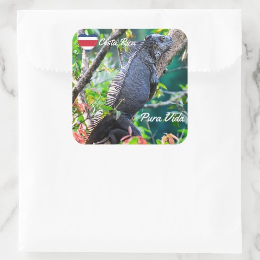 コスタリカ,ムエル – 木の中で休む怠惰なイグアナ スクエアシール (バッグ)