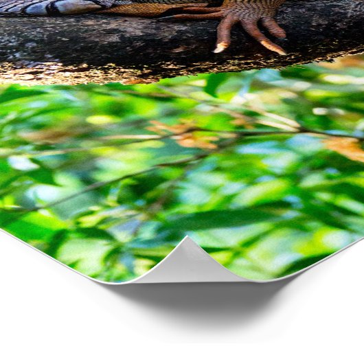 コスタリカ，ムエル – 木の中で休む怠惰なイグアナ ポスター (角)