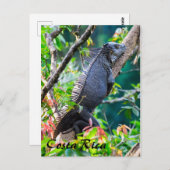 コスタリカ,ムエル – 木の中で休む怠惰なイグアナ ポストカード (正面/裏面)