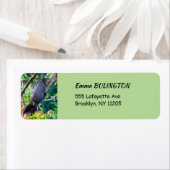 コスタリカ，ムエル – 木の中で休む怠惰なイグアナ ラベル (インサイチュ)