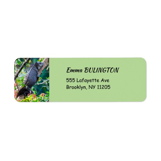 コスタリカ，ムエル – 木の中で休む怠惰なイグアナ ラベル (正面)