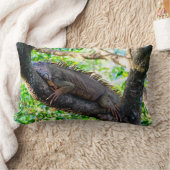 コスタリカ,ムエル – 木の中で休む怠惰なイグアナ ランバークッション (ブランケット)