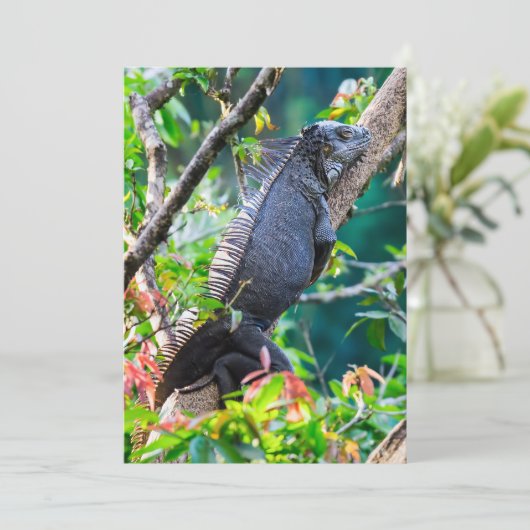 コスタリカ,ムエル – 木の中で休む怠惰なイグアナ 招待状 (スタンド正面)