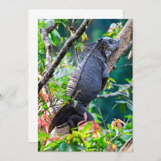 コスタリカ,ムエル – 木の中で休む怠惰なイグアナ 招待状 (正面/裏面)