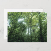 コスタリカ,モンテベルデ雲林。 ポストカード (正面/裏面)