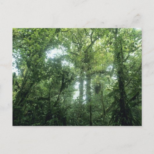 コスタリカ,モンテベルデ雲林。 ポストカード (正面)
