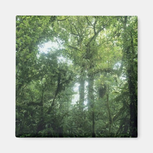 コスタリカ，モンテベルデ雲林。 マグネット (正面)