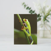 コスタリカ、モンテベルデ、アカガエル ポストカード (スタンド正面)