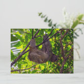 コスタリカ - 幸せな怠けサル、アントニオ・マヌエル国立公園 招待状 (スタンド正面)