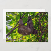 コスタリカ - 幸せな怠けサル、アントニオ・マヌエル国立公園 招待状 (正面/裏面)