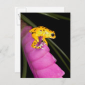 コスタリカ。毒矢のカエルのクローズアップ ポストカード (正面/裏面)